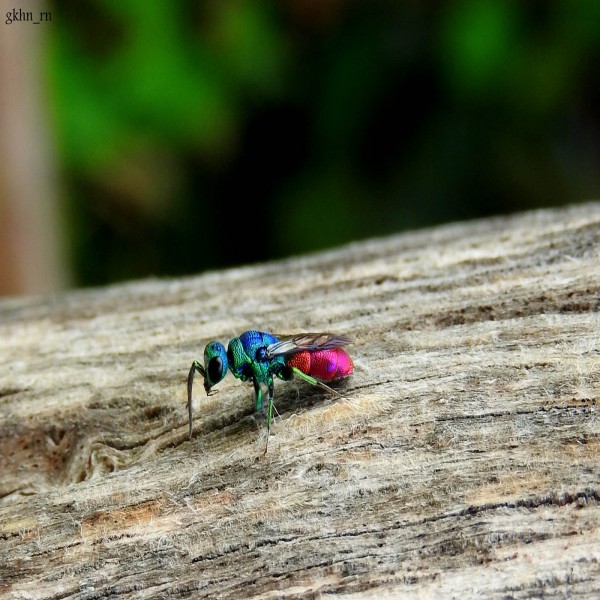 Chrysididae - Cuckoo Wasps - Guguklu eşek arısı - Zümrüt yaban arısı.jpg