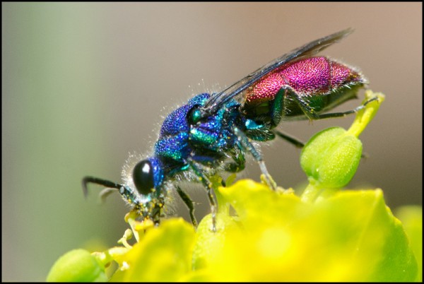 Chrysis_inaequalis_lateral_red.jpg