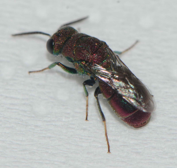DSC_5903 (prov. (Chrysididae) (Apocrita) (Hymenoptera) (desconocido))_resize.JPG