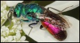 Image galleries