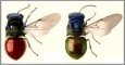 Drawings of Chrysidids