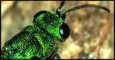 Macrophotos of Chrysidids