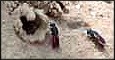 Videos of Chrysidids