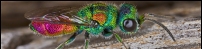 Chrysis scutellaris