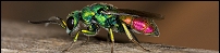 Salticid spider