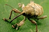 Daan Kalmeijer's Insect Photography