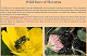 The wild bees of Slovenia