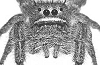 Salticid Page of David Edwin Hill