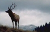Joe & Mary Ann McDonald Wildlife Photography