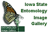Iowa State Entomology Image Gallery
