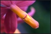 La macrophotographie de A &agrave; Z