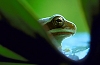 Macro Photo Home Page