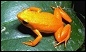 Madagascar Biodiversity
