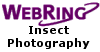 WebRing Insect Photography