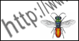 Links on Chrysidids