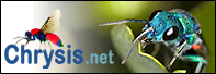 Chrysis.net - Your web resource on Hymenoptera Chrysididae and Macrophotography