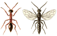An overview of Methocha wasps