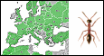 European distribution of Methocha