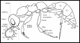 Morphology of Methocha