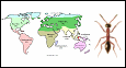 World distribution of Methocha