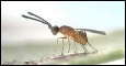 Parasitoids and Cleptoparasites