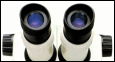 Research on Chrysididae