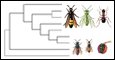 Taxonomy of Hymenoptera