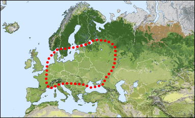 Chorology of Chrysura hirsuta