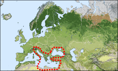 Chorology of Hedychrum luculentum
