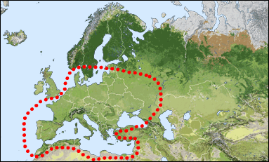 Chorology: Europeo-Mediterranean