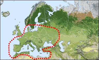 Chorology of Chrysura simplex