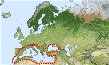 Chorology of Hedychridium elegantulum