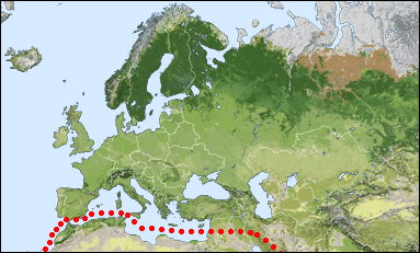 Chorology of Chrysis integra sicula