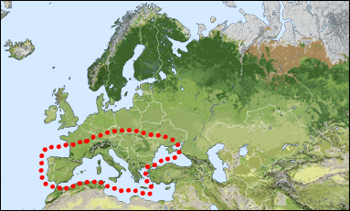 Chorology of Hedychridium incrassatum