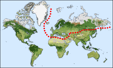 Chorology of Pseudochrysis neglecta