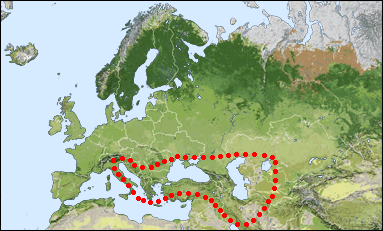 Chorology of Hedychridium caucasium irregulare