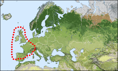 Chorology of Hedychrum micans europaeum