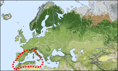 Chorology of Chrysis berlandi