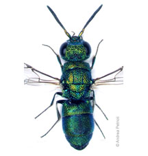 pumila disclusa
