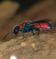 chrysostigma 