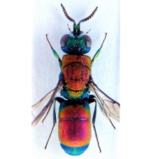 cingulicornis 