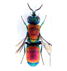 cingulicornis dalmatina