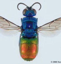 Chrysis comparata Lepeletier, 1806