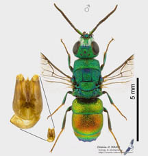 marginata aliunda