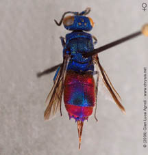 melaensis 