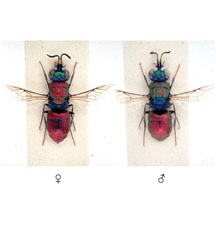 pulchella 