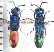 laodamia iphimedeia