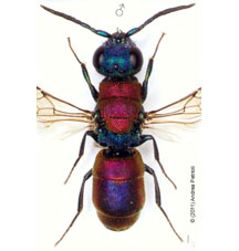 lydiae allegata