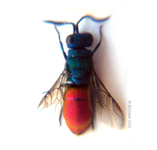 rufiventris 