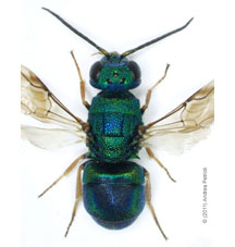 flavipes 